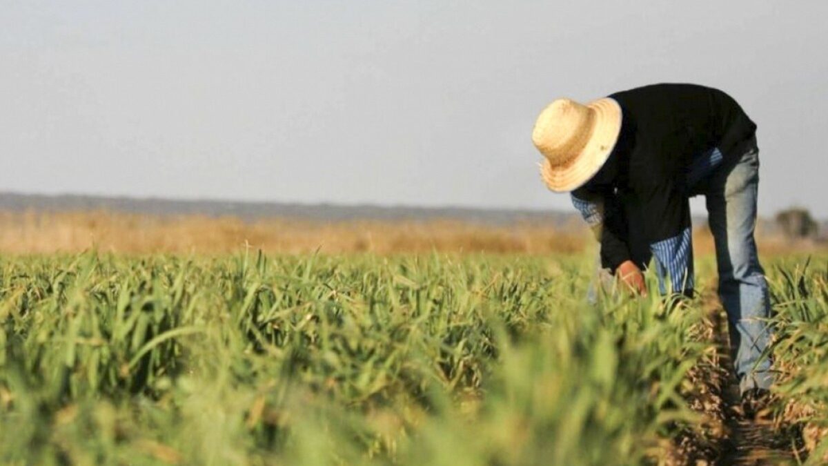 Proyecto de ley sobre el sector agrario preparado