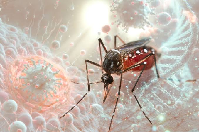 En los Países Bajos, el número de personas infectadas con el virus del Nilo Occidental ha llegado a 59 en una semana