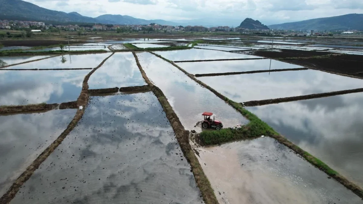 ¡El peligro oculto en el arroz!