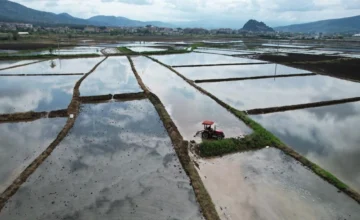 ¡El peligro oculto en el arroz!